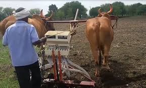 Animal Drawn Seed Cum Fertilizer Drill